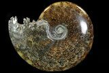 Polished, Agatized Ammonite (Cleoniceras) - Madagascar #78353-1